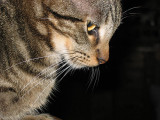 Toby-profile-on-black.jpg