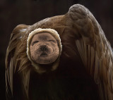 Seal-Buzzard.jpg