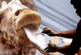 Tongue-shave.jpg