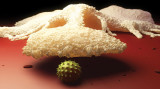 Microphage-original.jpg
