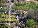 Loading grapes onto the trenino.