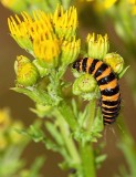 Cinnabar Caterpillar