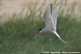 Noordse Stern / Arctic Tern