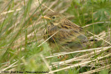 Meadow PipitAnthus pratensis