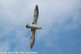 Noordse Stormvogel / Northern Fulmar