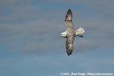 Noordse Stormvogel / Northern Fulmar