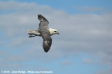 Noordse Stormvogel / Northern Fulmar