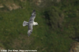Noordse Stormvogel / Northern Fulmar