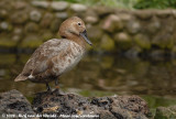 Tafeleend / Common Pochard