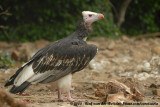 Witkopgier / White-Headed Vulture