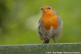 European RobinErithacus rubecula melophilus
