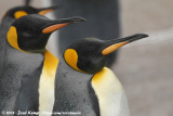 Koningspingun / King Penguin