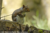 Grijze Eekhoorn / Eastern Grey Squirrel