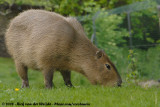 Capibara / Capybara