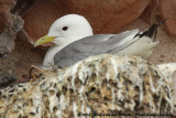 Black-Legged Kittiwake<br><i>Rissa tridactyla tridactyla</i>