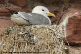 Black-Legged Kittiwake<br><i>Rissa tridactyla tridactyla</i>