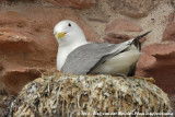 Black-Legged Kittiwake<br><i>Rissa tridactyla tridactyla</i>