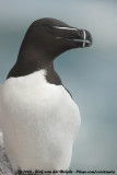 Alk / Razorbill