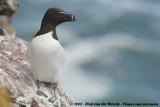 Alk / Razorbill