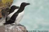 Alk / Razorbill