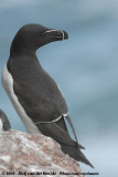 Alk / Razorbill