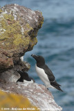 Alk / Razorbill