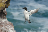 Alk / Razorbill