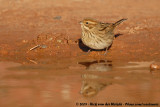 Common Reed Bunting (Rietgors)