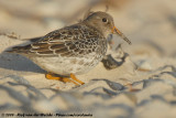 Purple Sandpiper<br><i>Calidris maritima</i>