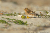 Twite<br><i>Carduelis flavirostris flavirostris</i>