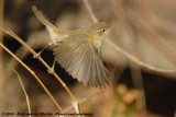 Common Chiffchaff<br><i>Phylloscopus collybita abietinus</i>