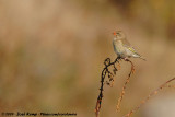 European Greenfinch<br><i>Chloris chloris chloris</i>