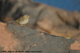 Meadow PipitAnthus pratensis