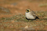 Horned Lark<br><i>Eremophila alpestris atlas</i>