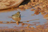 Meadow PipitAnthus pratensis