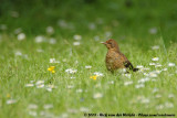 Common Blackbird<br><i>Turdus merula merula</i>