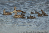 Eider / Common Eider