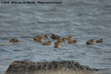 Eider / Common Eider