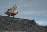Eider / Common Eider