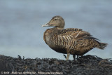 Eider / Common Eider