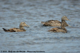 Eider / Common Eider