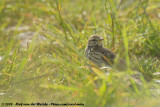 Meadow PipitAnthus pratensis