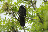 Carrion CrowCorvus corone corone