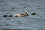 Eider / Common Eider