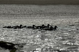 Eider / Common Eider