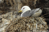 Black-Legged Kittiwake<br><i>Rissa tridactyla tridactyla</i>