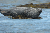 Grey Seal<br><i>Halichoerus grypus grypus</i>