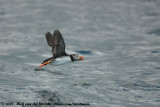 Papegaaiduiker / Atlantic Puffin