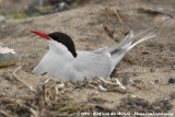 Noordse Stern / Arctic Tern
