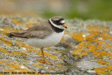 Bontbekplevier / Common Ringed Plover